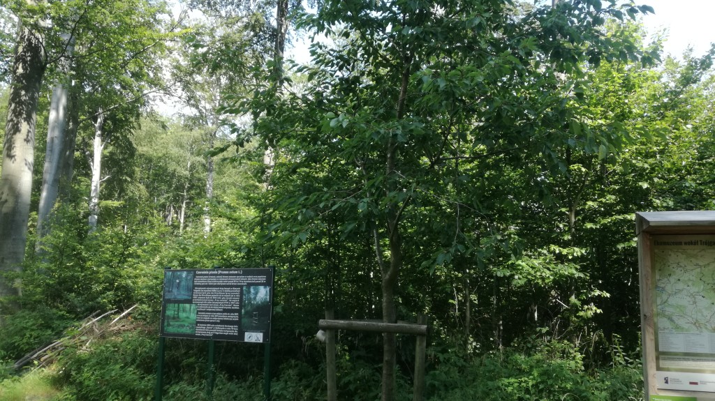 Czereśnia z 2016r na Rozdrożu Przy Czereśni